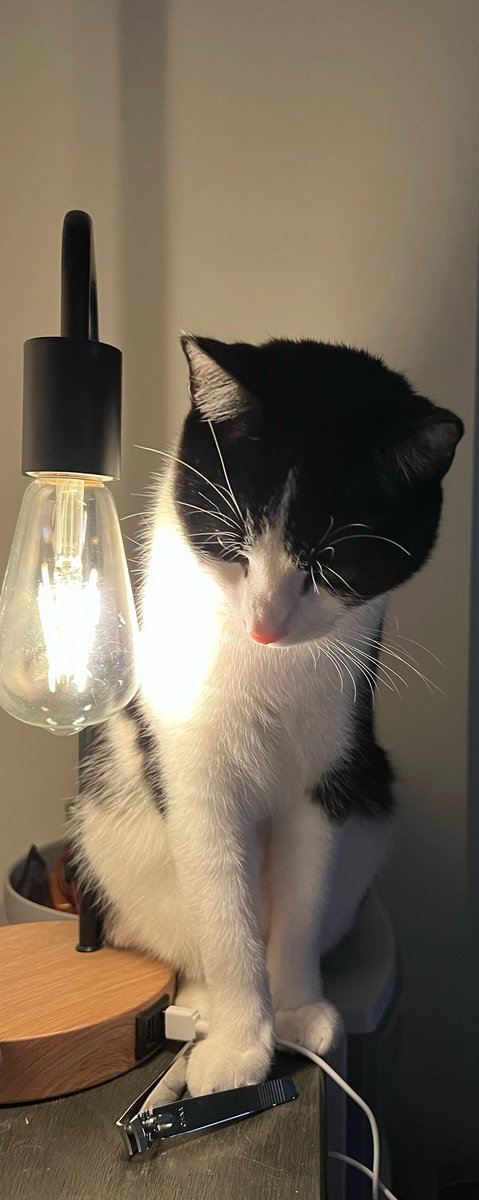 broodingwhale's tweet photo. Cat pic dump https://t.co/l209xhKBGY