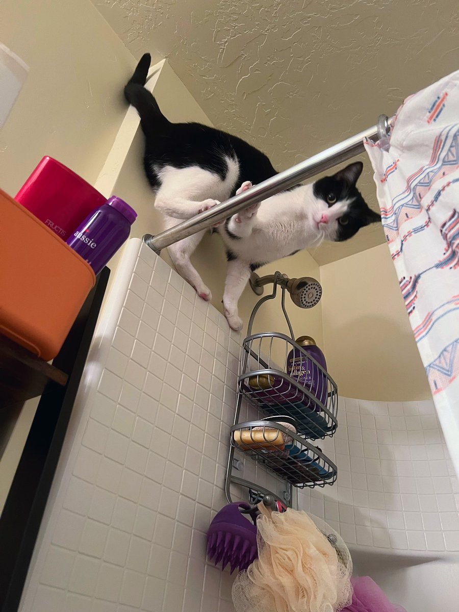 broodingwhale's tweet photo. Cat pic dump https://t.co/l209xhKBGY
