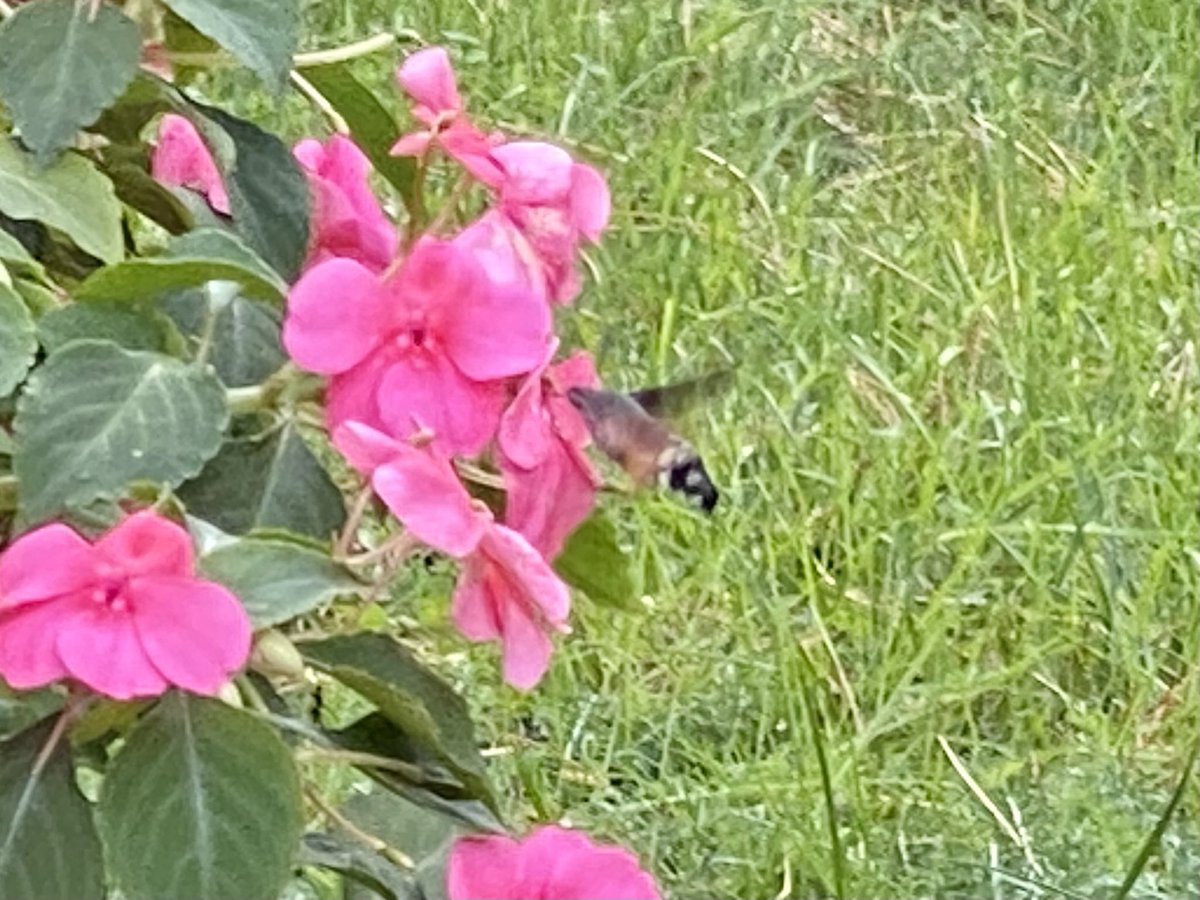 LaihoKuutamo6's tweet photo. Olen koko kesän toivonut näkeväni kiitäjiä. Omalla pihalla ehdin nyt vasta nähdä parin sekunnin ajan pienen kiitäjän. Se hävisi samantien.
#syyskuu #sebtember https://t.co/Vo9kiZF0iJ