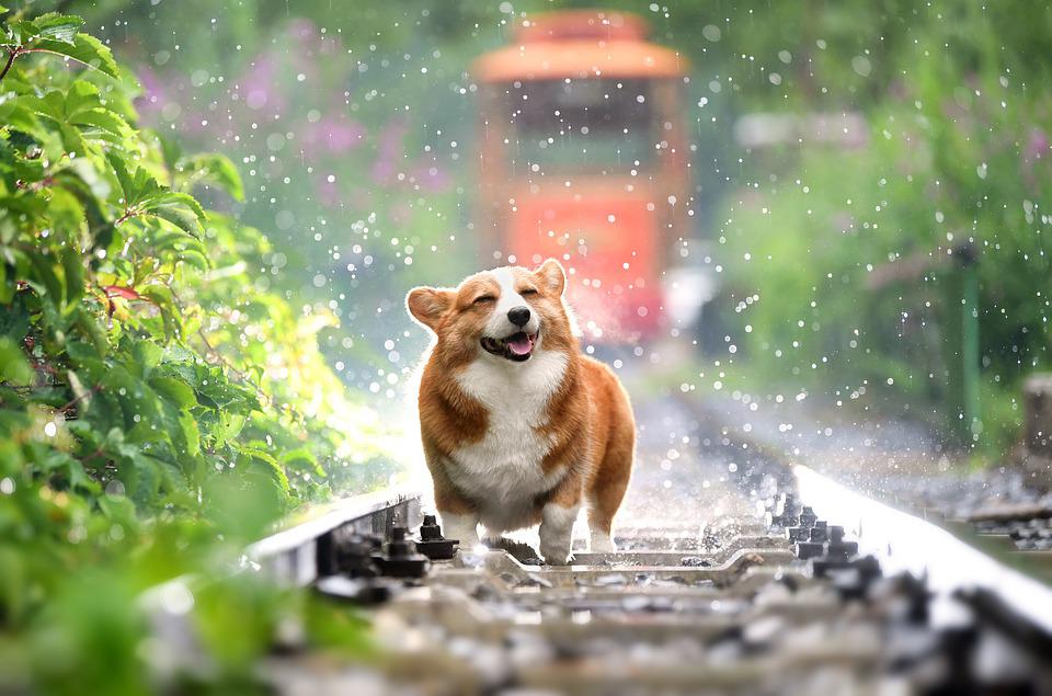 cokilginc14's tweet photo. Köpeklerin koku duyuları insanlardan 10.000 kat daha güçlüdür. https://t.co/tWFPijoSkj