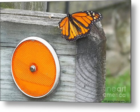 tamitrailscapes's tweet photo. Orange Is My Color https://t.co/IcmmI4LDUf #WildlifeWednesday #ThePhotoHour #BuyIntoArt #ArtistOnTwitter #unique #monarch #butterfly #art for #giftidea #wallart #homedecor #officedecor! #Orange #monarchs @visitPA #PASummerDays #LehighValley @LehighValleyPA #NorthamptonPa #summer https://t.co/QVqqQf7fEB