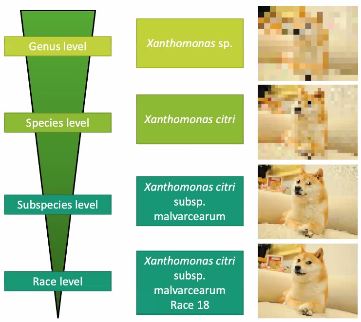 Microseq_ASM's tweet photo. Great #MicroSeq2022 presentation from @JohannaWHWong trying to improve the diagnostic resolution and speed in plant pathogens. And a Doge sighting! Much Science, very sequencing, Wow. Also a great use of adaptive sequencing technology https://t.co/eEahLEqjG9