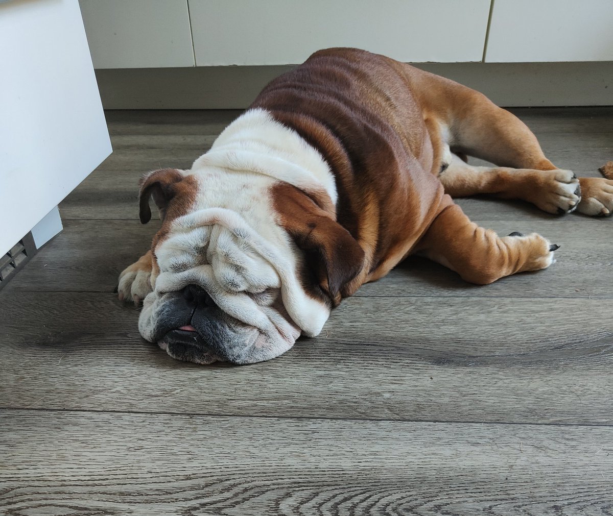 vanbeek7's tweet photo. Good morning! Jake 🐾❤️ #lovemybully https://t.co/sv7w7smOfq