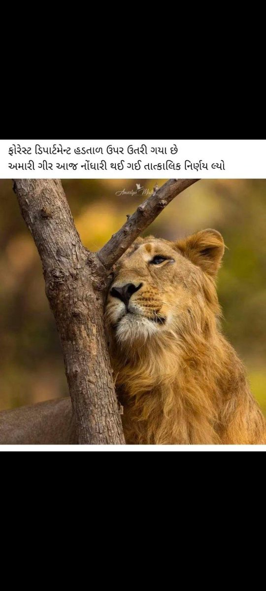 #forestguard2800
#forester4200
<a href="/CMOGuj/">CMO Gujarat</a> <a href="/PMOIndia/">PMO India</a> <a href="/ArvindKejriwal/">Arvind Kejriwal</a> <a href="/Gopal_Italia/">Gopal Italia</a> <a href="/RahulGandhi/">Rahul Gandhi</a> <a href="/Bhupendrapbjp/">Bhupendra Patel</a> 
<a href="/ZeeNews/">Zee News</a> <a href="/Zee24Kalak/">Zee 24 Kalak</a> <a href="/abpasmitatv/">ABP Asmita</a> <a href="/abplive/">ABP LIVE</a> <a href="/aajtak/">AajTak</a> <a href="/sandeshnews/">Sandesh</a> <a href="/Divya_Bhaskar/">Divya Bhaskar</a>