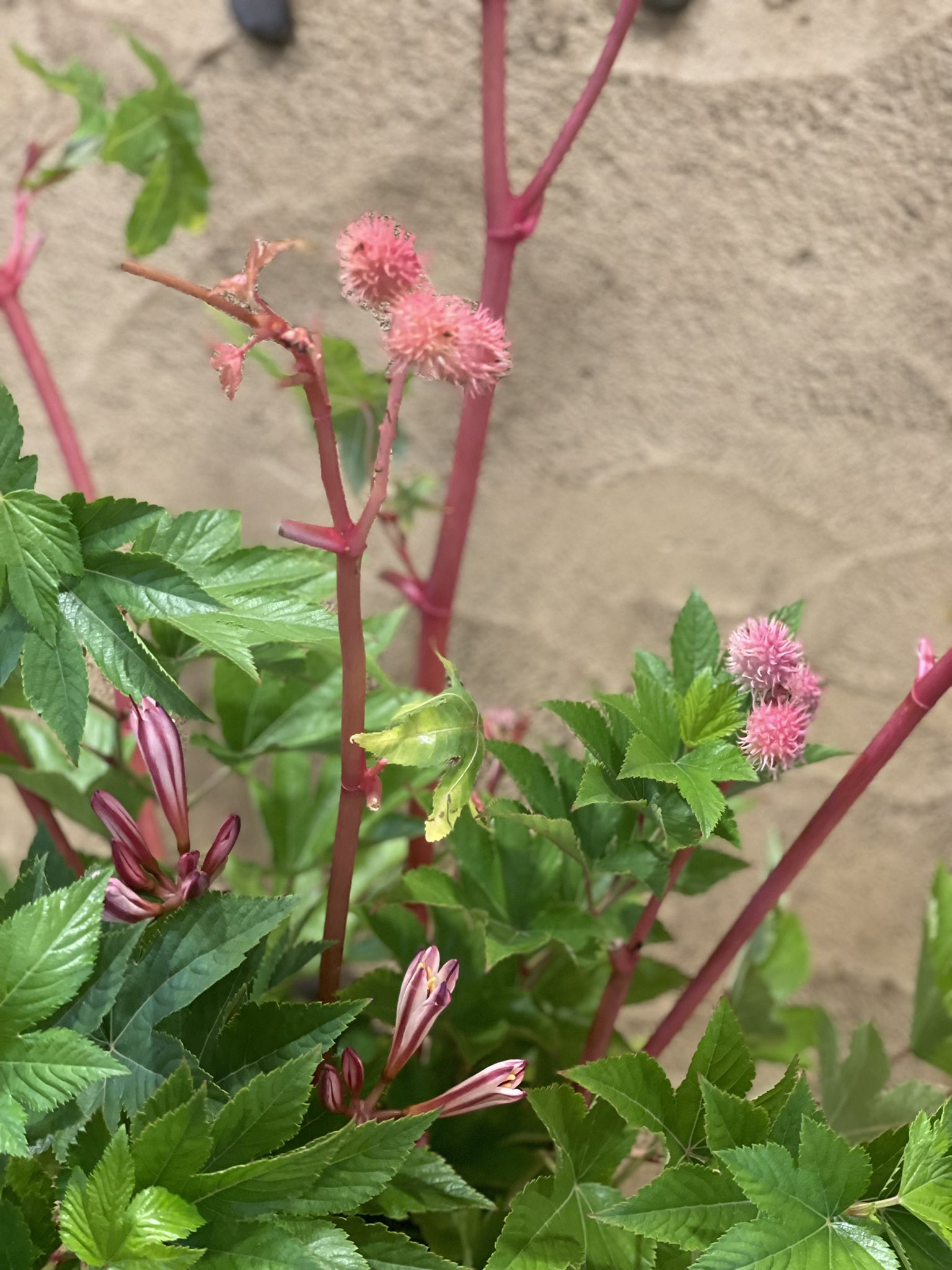 Sachiko いよいよ今晩9時からですね スムーズにみんなが観られますように ドキドキ あ オフラインミニコンサートに行きたすぎる ꭰday 京都山科船越珈琲店 今週の花 とうごま 木苺 リコリス 박유천 Yuchun Signal T Co