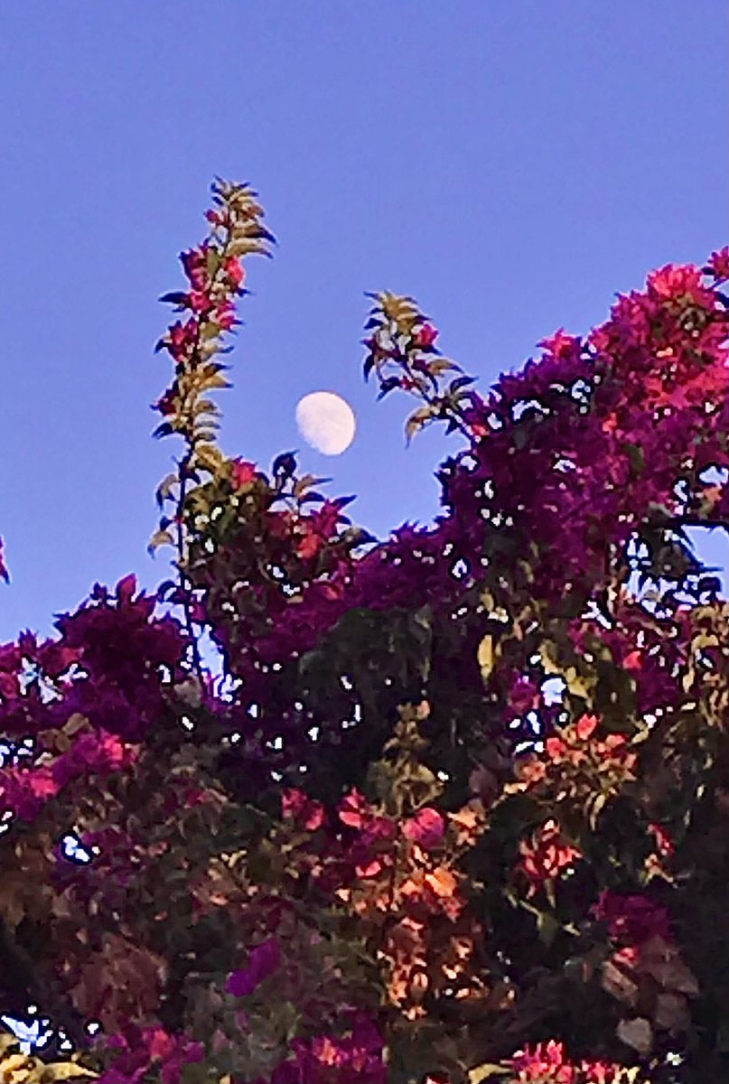 JMastersMaui's tweet photo. tonight’s almost full moon with fuscia and red bougainvillea, red ti leaves, nice view through my window and palms ~ may these beautiful colors bring you lovely dreams tonight 🥰💗😴💤 #fullmoon #dreaming  #sleep #peace https://t.co/ndIOv6uFbi