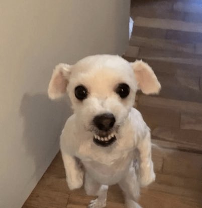 𝐀𝐍𝐍𝐈𝐄。 (semi - au) (@fxsstarlight) on Twitter photo 