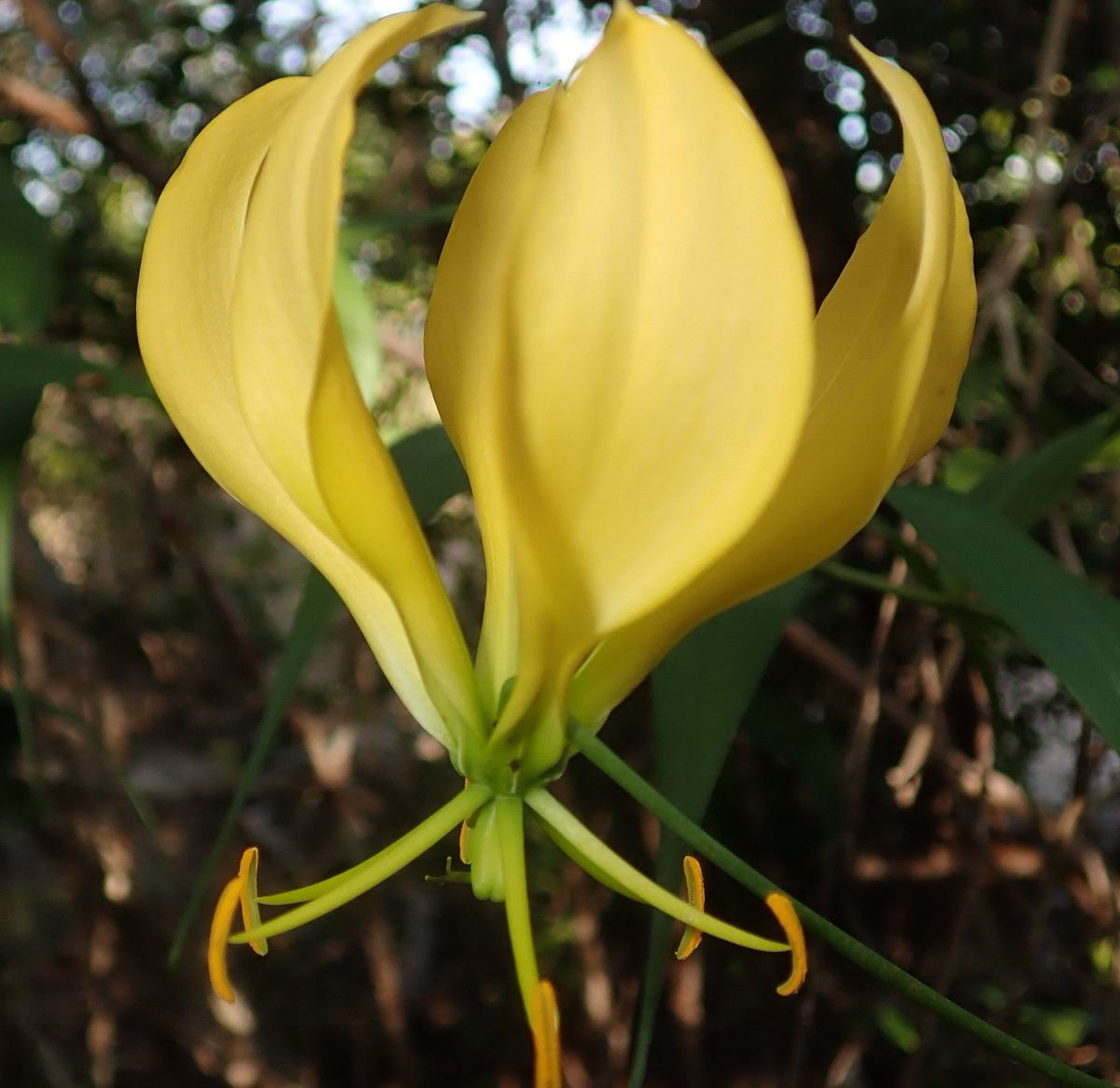 Gloriosa superba (IUCN LC) #Liliales #Colchicaceae, native but not endemic species of #Madagascar observed in dry forest of #Analalava #Sofia_Region 
@TeamKMCC