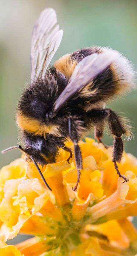 JulieParker144's tweet photo. We need the bees to survive.  They pollinate our food in particular fruits and vegetables.   
More: https://t.co/9OAuf5lA1e 
#SaveTheBeesPlease https://t.co/TjH2vydKlJ