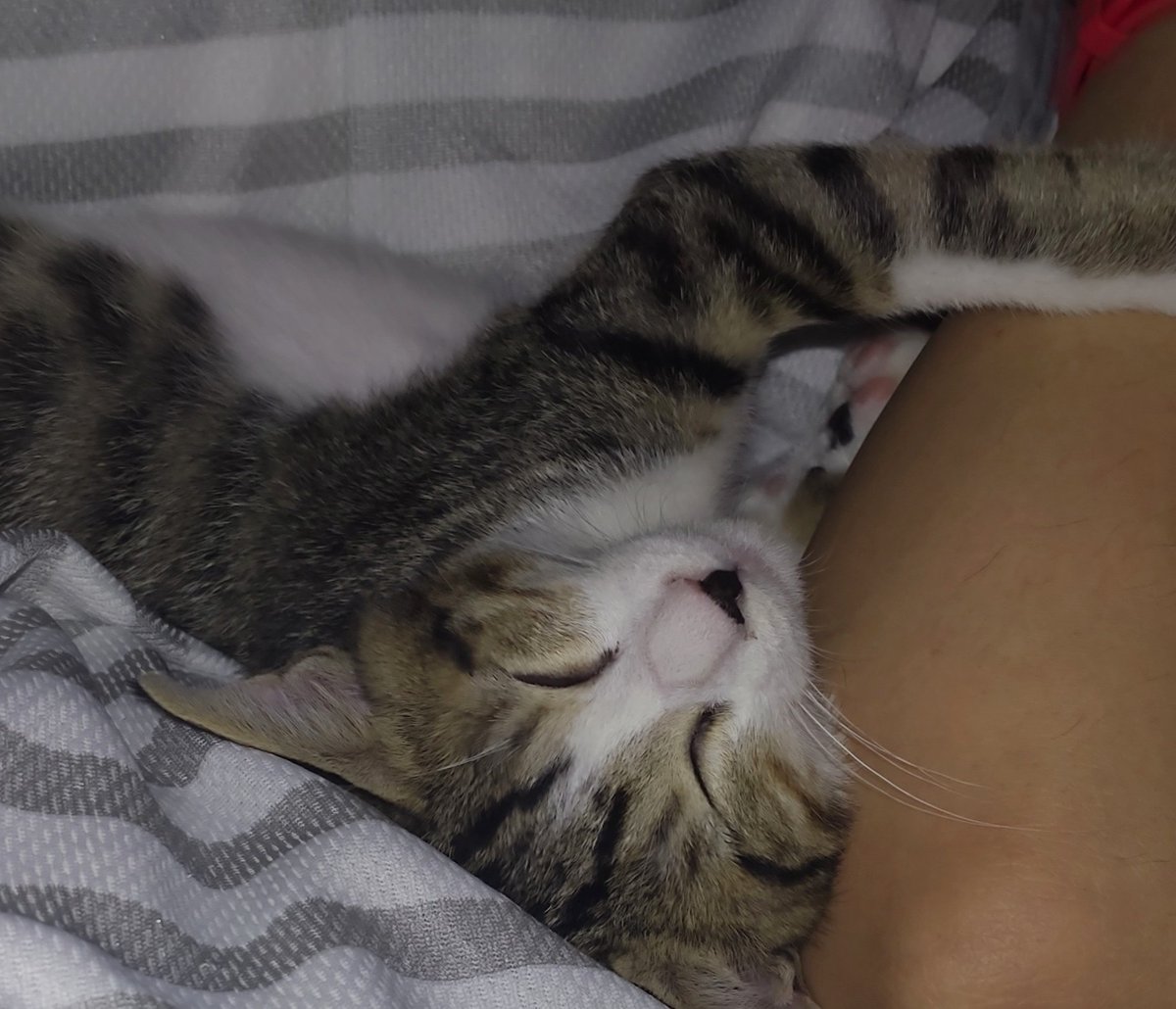 ide34629vv's tweet photo. 寝顔がニヤリと笑ってるように見えて…幸せだー😊
#猫
#猫好きさんと繫がりたい https://t.co/sHMzI7mw12