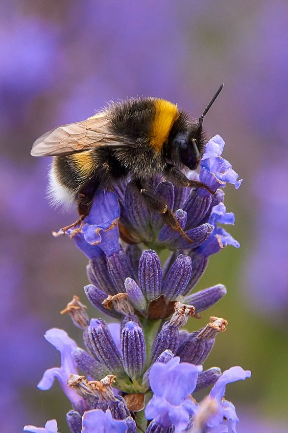 JulieParker144's tweet photo. Bees play a major role in the pollination of plants and crops, and are extremely important commercially for farming practices worldwide. #SaveTheBeesPlease #youareaceo #LiveUplifted https://t.co/rJrahrCN3l https://t.co/CKiGhrJkI5