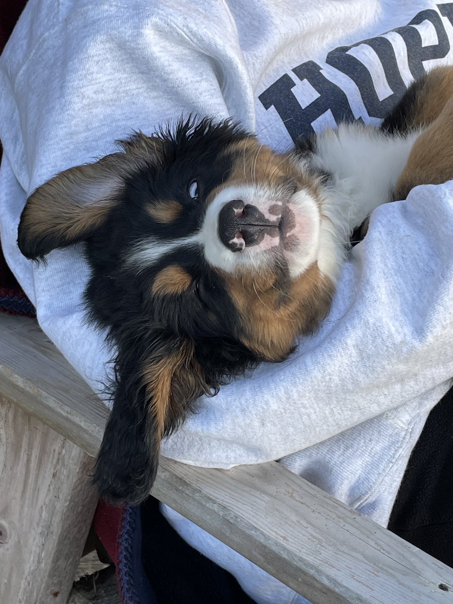 schaafdo's tweet photo. New puppy! Oh my. #bernesemountaindogs #puppylove #seattledogs https://t.co/gEaPa8fiDG