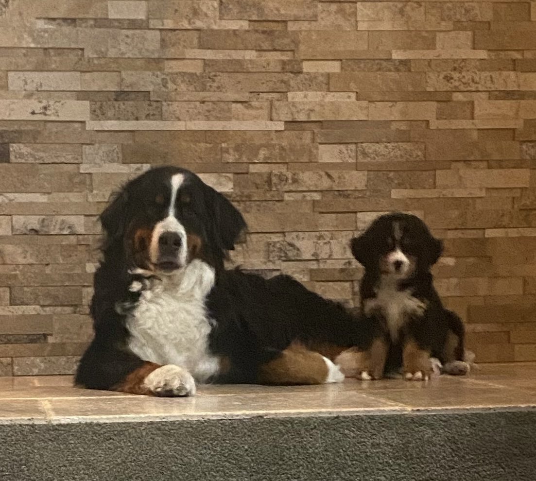 schaafdo's tweet photo. New puppy! Oh my. #bernesemountaindogs #puppylove #seattledogs https://t.co/gEaPa8fiDG