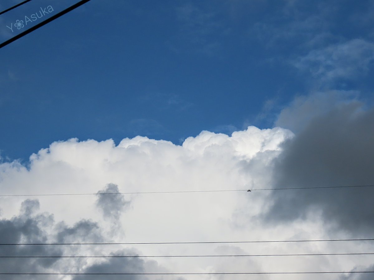 yumeasutw's tweet photo. 空一杯に #雄大積雲 がモクモク頭頂部の白さが眩しい水曜日の朝🌥️
モワァ～と蒸し暑いです😵💦

予想最高/最低気温🌡️29℃/23℃
晴れのち曇りのち雨☀️→☁️→🌧️
午前中から雨がパラつき午後は段々降り出し蒸し暑い１日となりそう💦

#空の名前
#天気の図鑑 #雲友の会
#青空
#鉄塔
#a2022 #a0907 #a202209 https://t.co/9dJ0LoQbPY