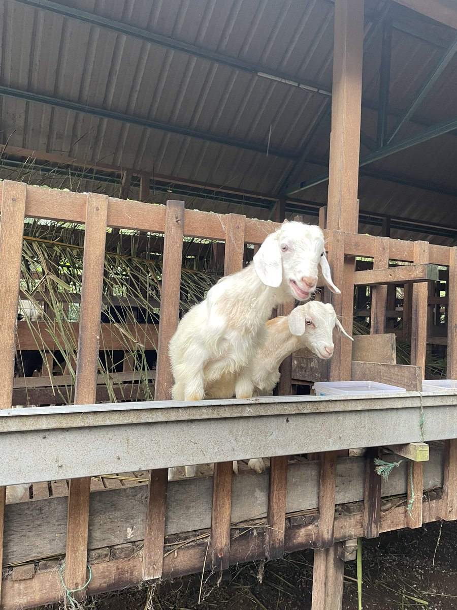 Gm and have a great day everyone ✨