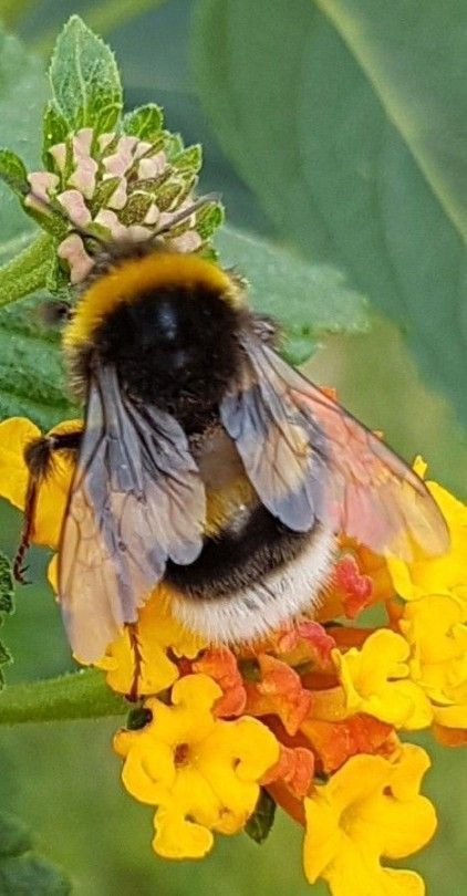 JulieParker144's tweet photo. We cannot live without bees. The United States Department of Agriculture estimates that pollinators like bees and butterflies help pollinate approximately 75 percent of the world's flowering plants. #SaveTheBeesPlease https://t.co/bZcbjqpP6m