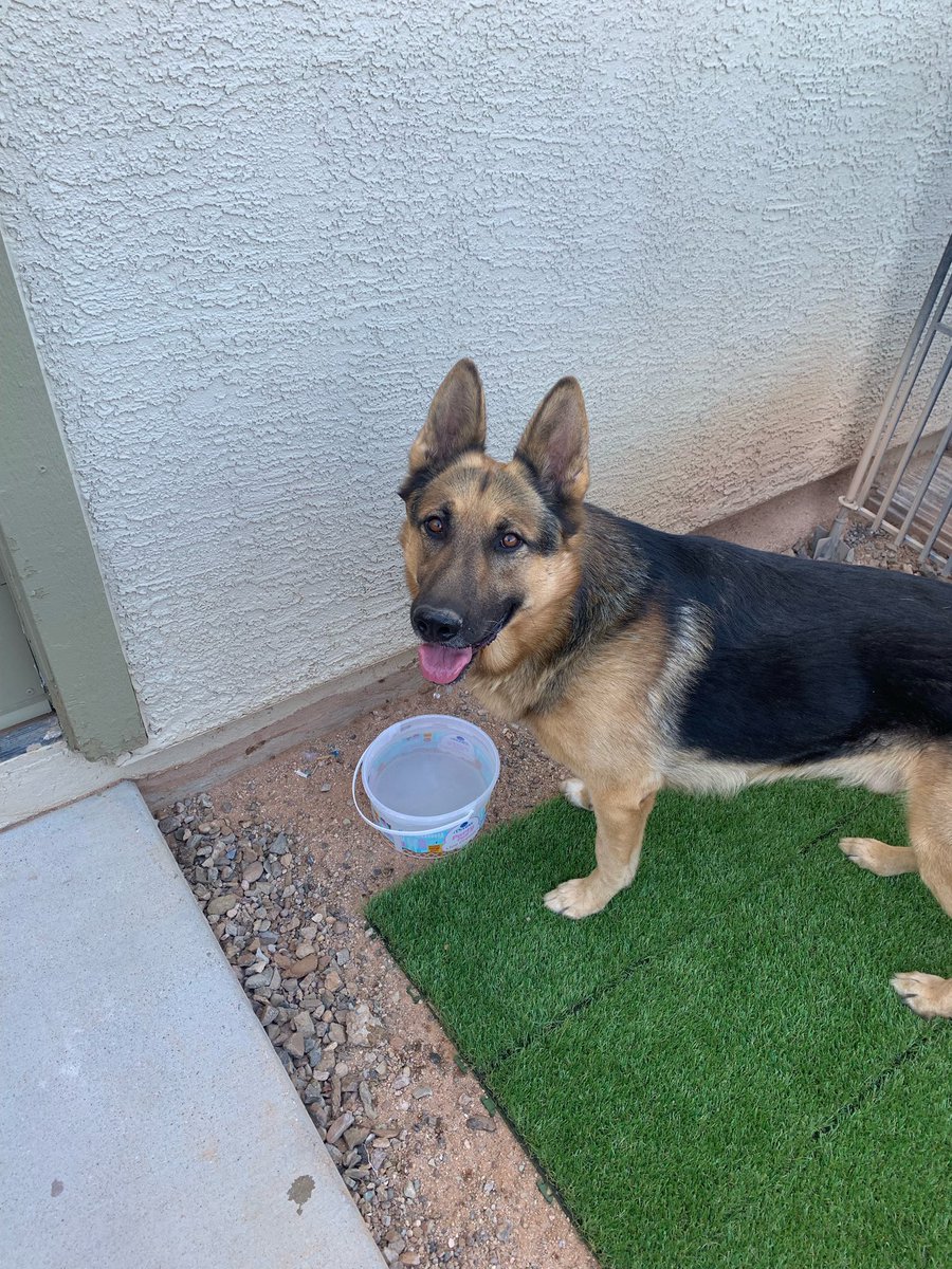 Found German Shepard in Star Valley off of Valencia and Camino Verde. Please help us find the owner he is trained and very sweet. Dm if you know anything or who he may belong to. <a href="/whatsuptucson/">Whats Up Tucson</a>