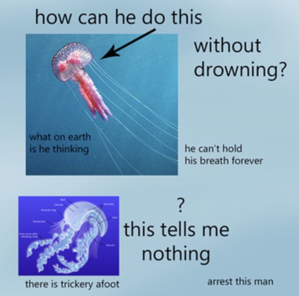 ꒰ daily aquatic lovelies ༚.° (@aqualuvsuotd) on Twitter photo 