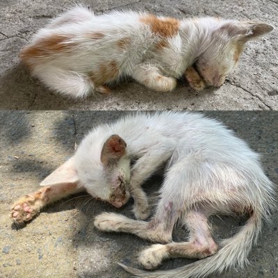 Fur Babies in Need tweet media