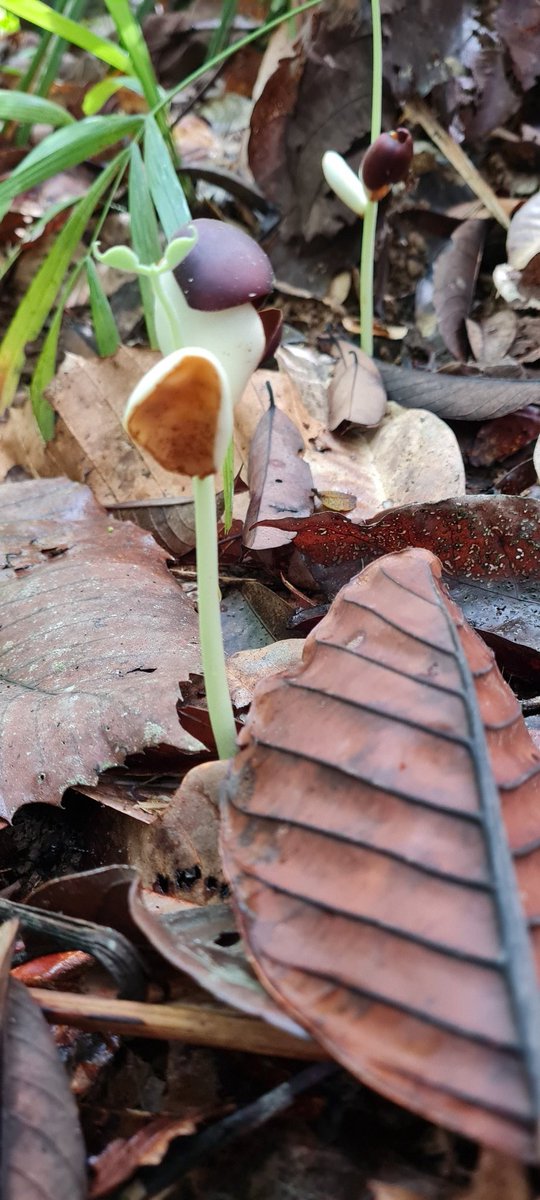 Alliance for Conservation Tree Genomics (@actgenomics) on Twitter photo Some impressions of our #fieldwork in #LadanHills and #BukitPatoi in #Brunei. DNA's added to our BioBank: #Dipterocarpus seedlings, flowering #Fordia & #Aglaia and Bruneian endemic #Loxoxarpus_taeniophyllus. <a href="/UBD_IBER/">IBER UBD</a> @BRIT_org <a href="/bgci/">Botanic Gardens Conservation International</a> <a href="/LinskyJean/">Jean Linsky</a> #GGI_grant #genomics #biodiversity Some impressions of our #fieldwork in #LadanHills and #BukitPatoi in #Brunei. DNA's added to our BioBank: #Dipterocarpus seedlings, flowering #Fordia & #Aglaia and Bruneian endemic #Loxoxarpus_taeniophyllus. <a href="/UBD_IBER/">IBER UBD</a> @BRIT_org <a href="/bgci/">Botanic Gardens Conservation International</a> <a href="/LinskyJean/">Jean Linsky</a> #GGI_grant #genomics #biodiversity