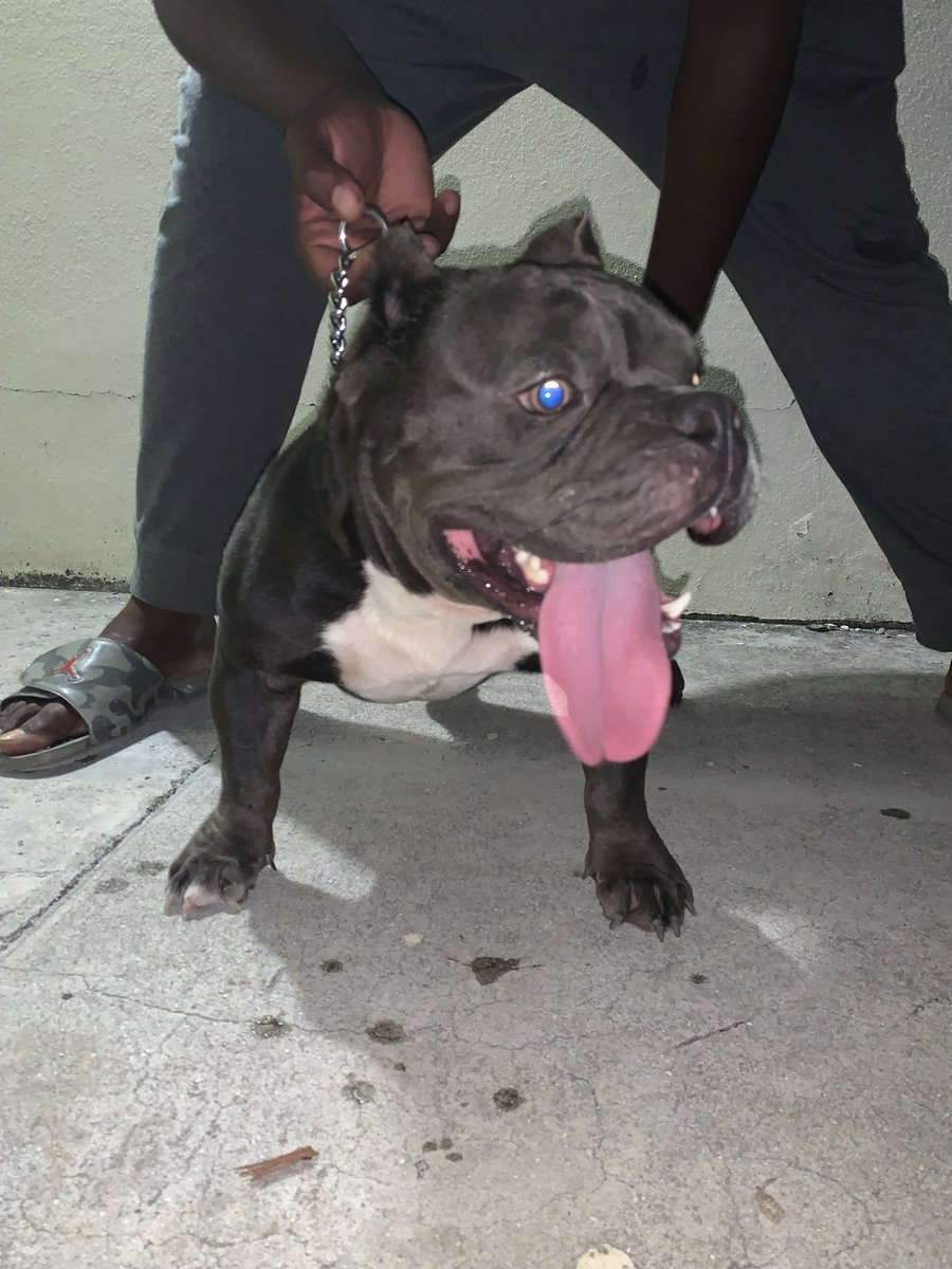 averydamobb's tweet photo. Love showing off my boy 🦍😵‍💫 https://t.co/SrxHJApIWX