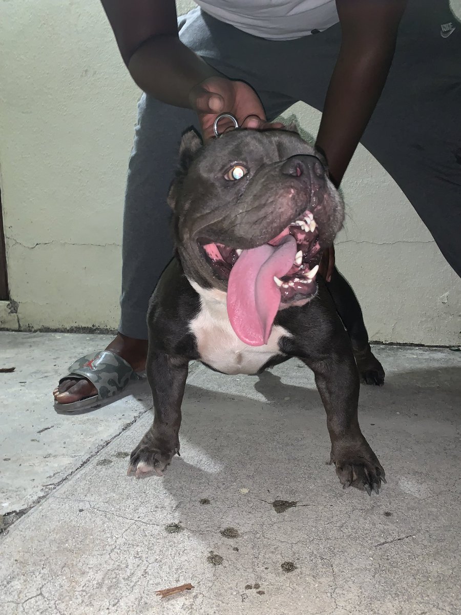 averydamobb's tweet photo. Love showing off my boy 🦍😵‍💫 https://t.co/SrxHJApIWX
