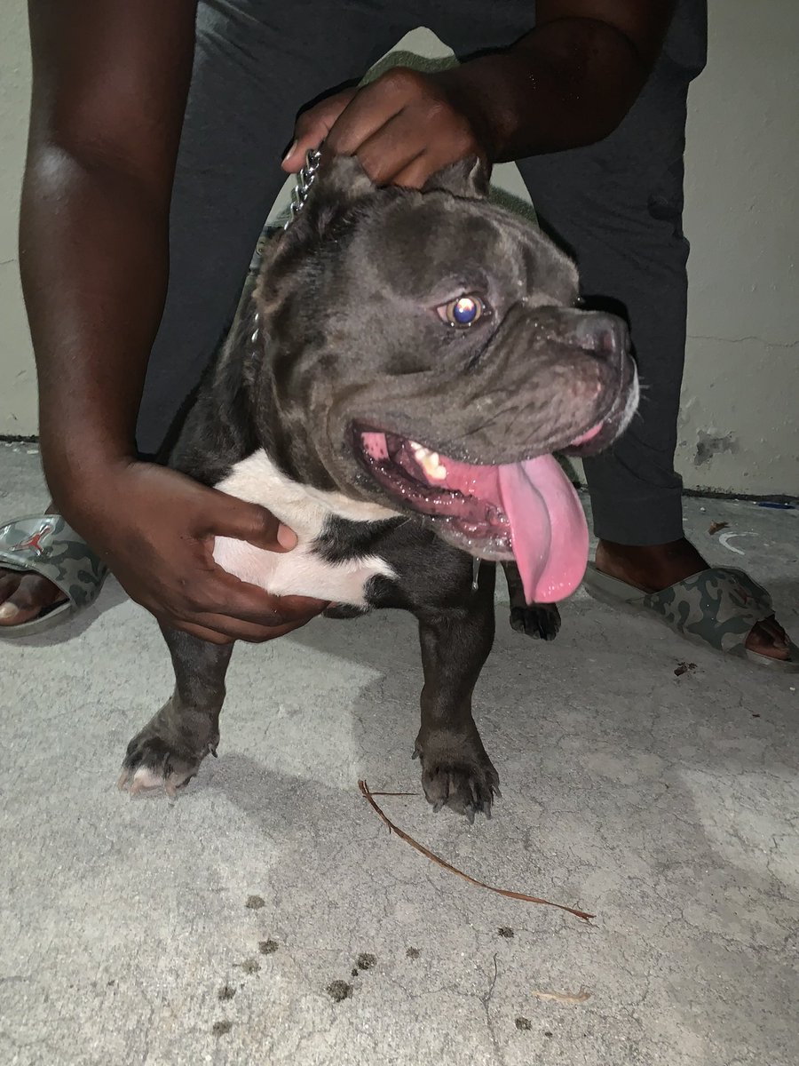 averydamobb's tweet photo. Love showing off my boy 🦍😵‍💫 https://t.co/SrxHJApIWX