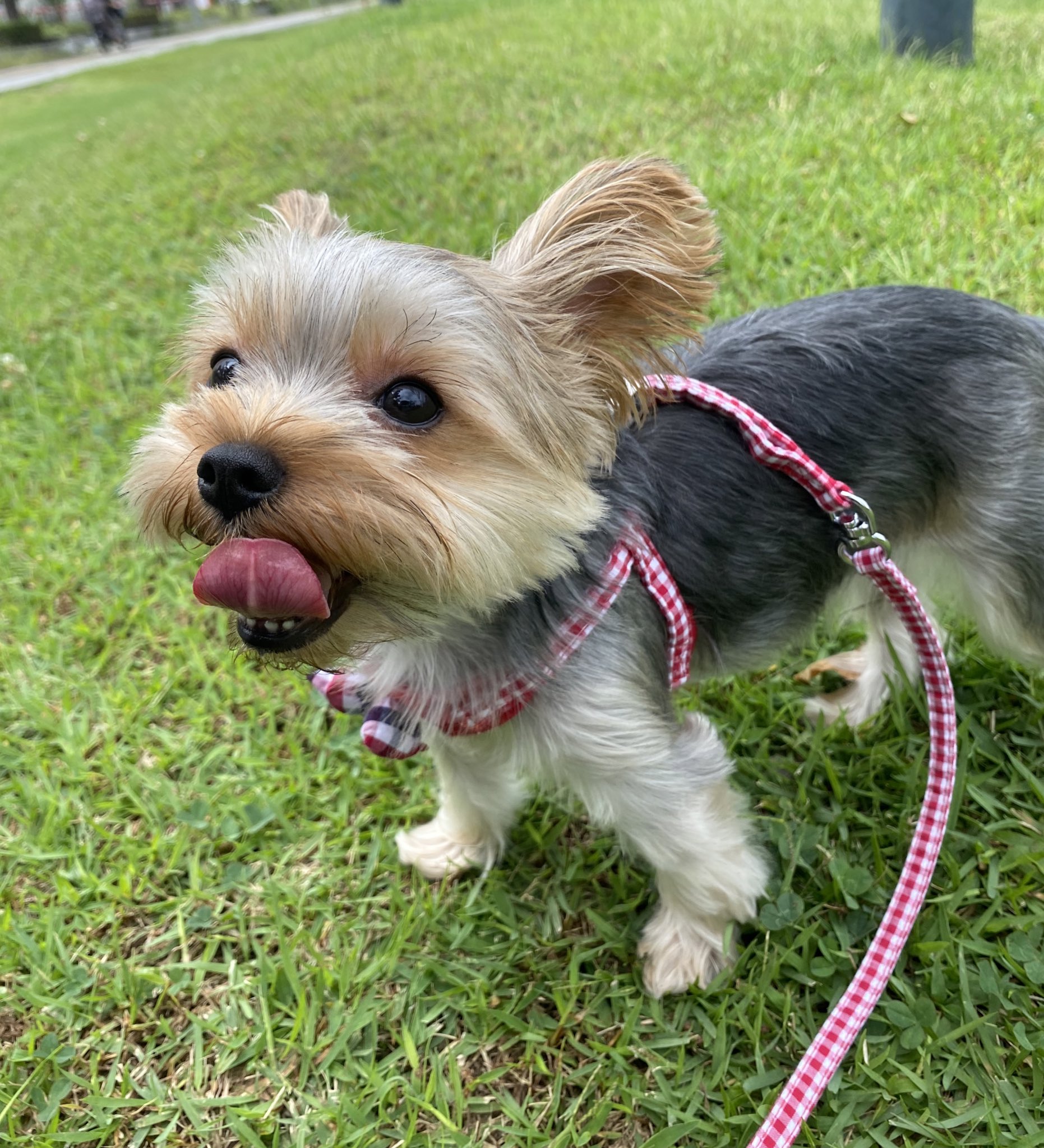 超激安 特別価格ヨークシャーテリアヨーキー犬荷物タグセット好評販売中 ネームタグ Tckaccountants Com Au