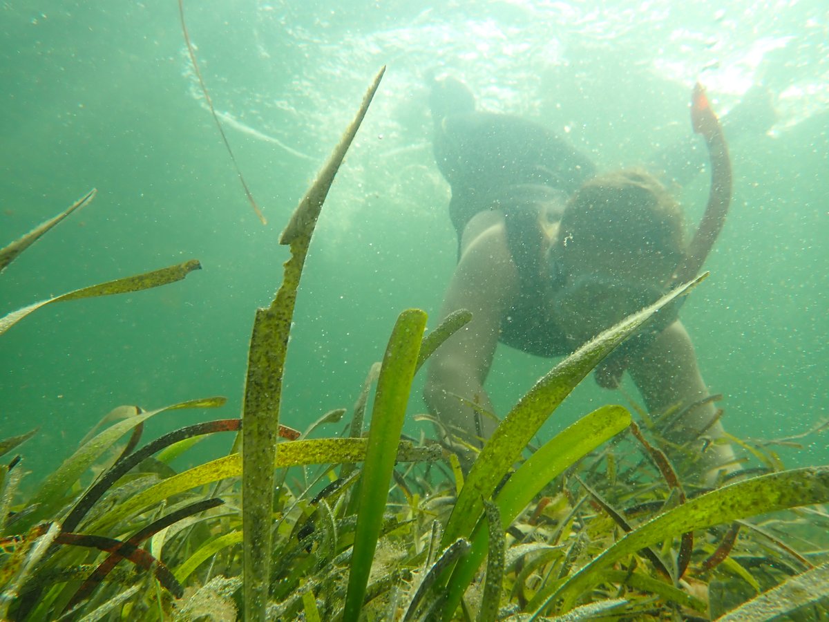 DWER_WA's tweet photo. Did you know that we have 26 species of #seagrass in #WesternAustralia? 

They store #carbon and support #estuary health, so scientists from our #HealthyEstuariesWA team regularly monitor seagrass in our #SouthWestWA. More: https://t.co/6jrELKCi7p

#DYK #WAestuaries #DWERAtWork https://t.co/VmbwuAb4Ii