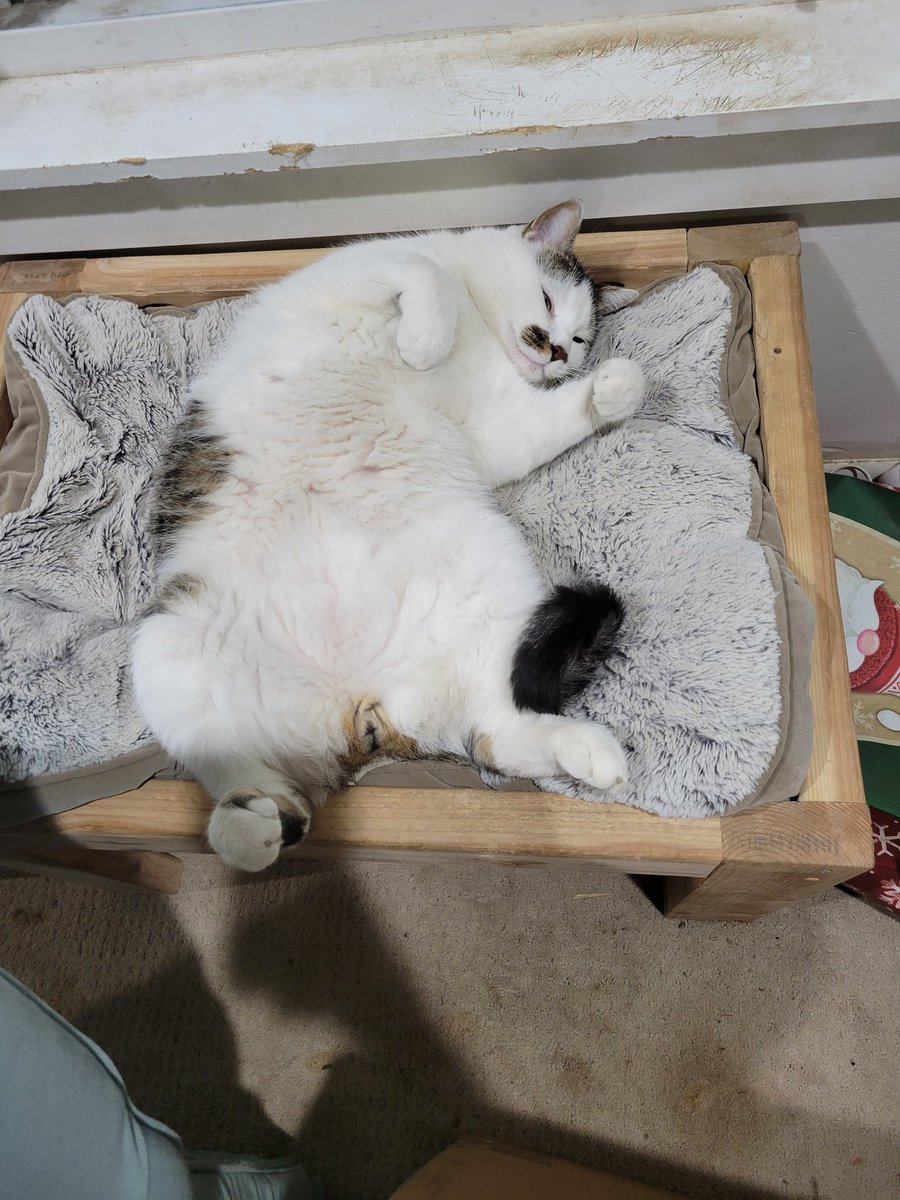 JonssonWynter's tweet photo. One day.. one day @therapy_cinema will make psychology of a hero for Bucky Barnes. That will be the day I can die happy. Also here's a picture of my cat named Bucky https://t.co/3Qyqx7tJeS