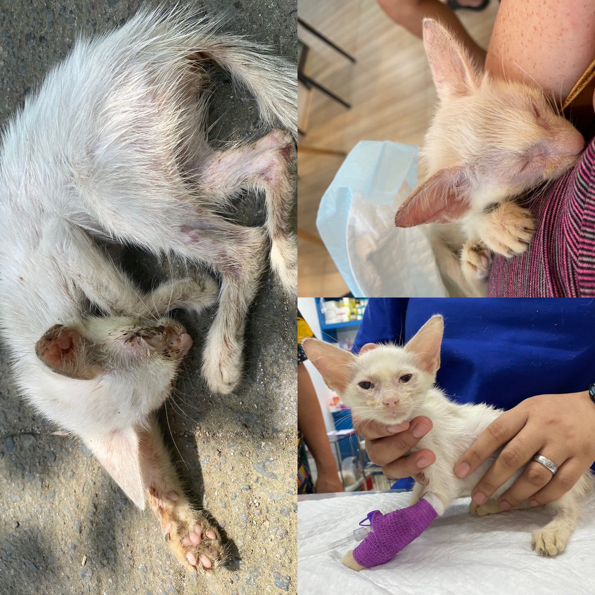 Fur Babies in Need tweet media