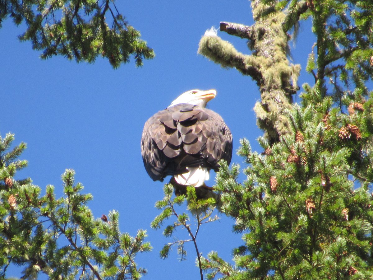 "Behavioral data show that animals of all classes exhibit oneiric behaviors. This includes: mammals, birds, reptiles, and cephalopods...If true, this would have colossal implications for contemporary dream research..." 1/2