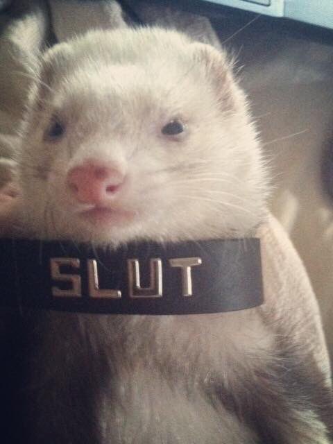 Just a friendly reminder because I&rsquo;m not on here much but I&rsquo;m still your friendly neighbourhood cum guzzling<a href="/tag/premiumsnapchat"class="tags"><span>#premiumsnapchat</span></a><a href="/tag/snapchatsales"class="tags"><span>#snapchatsales</span></a>