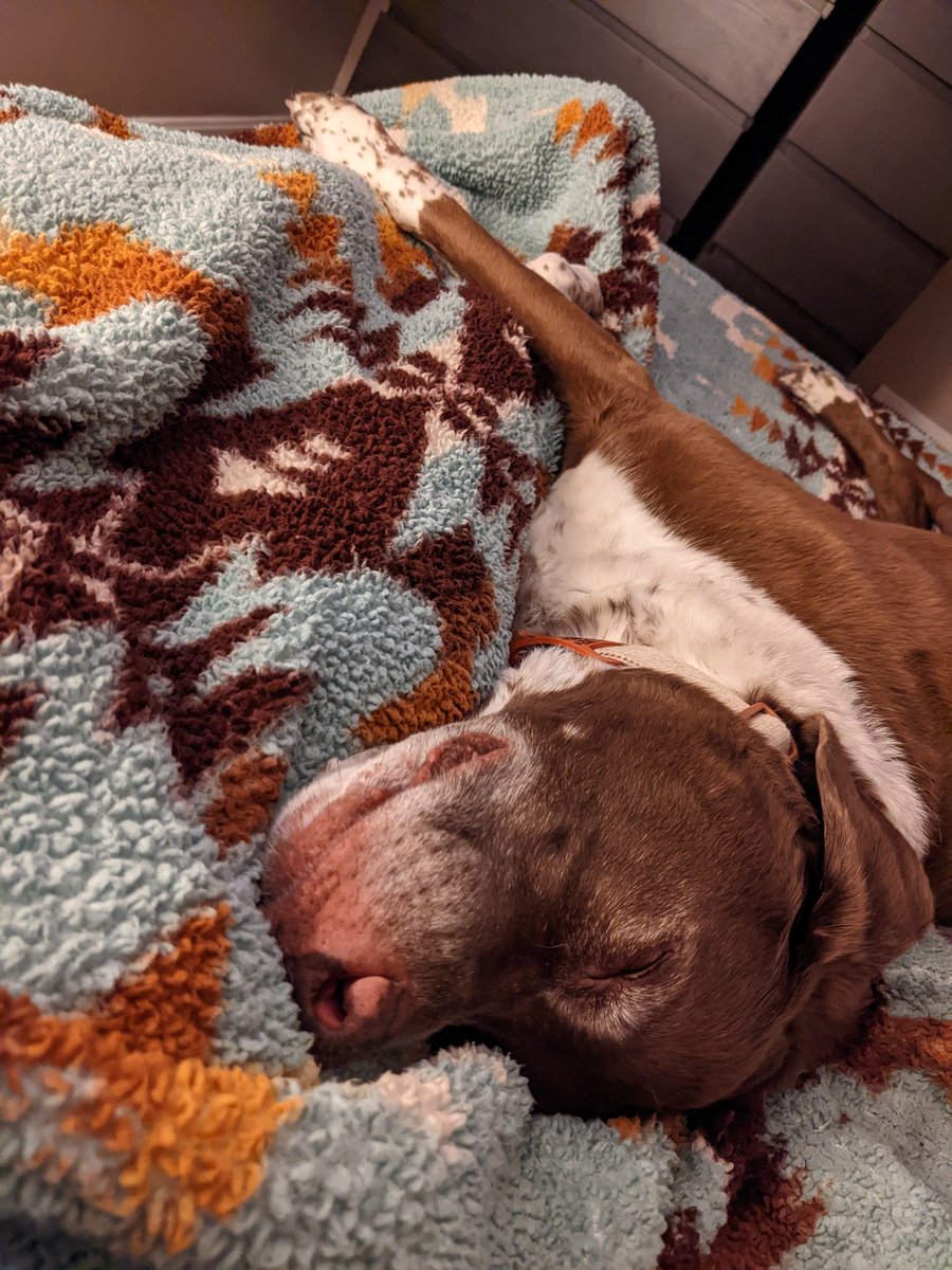 KaraDylanO's tweet photo. Always by my side when I'm feeling low.  #dogsoftwitter https://t.co/HgDBtSDPur