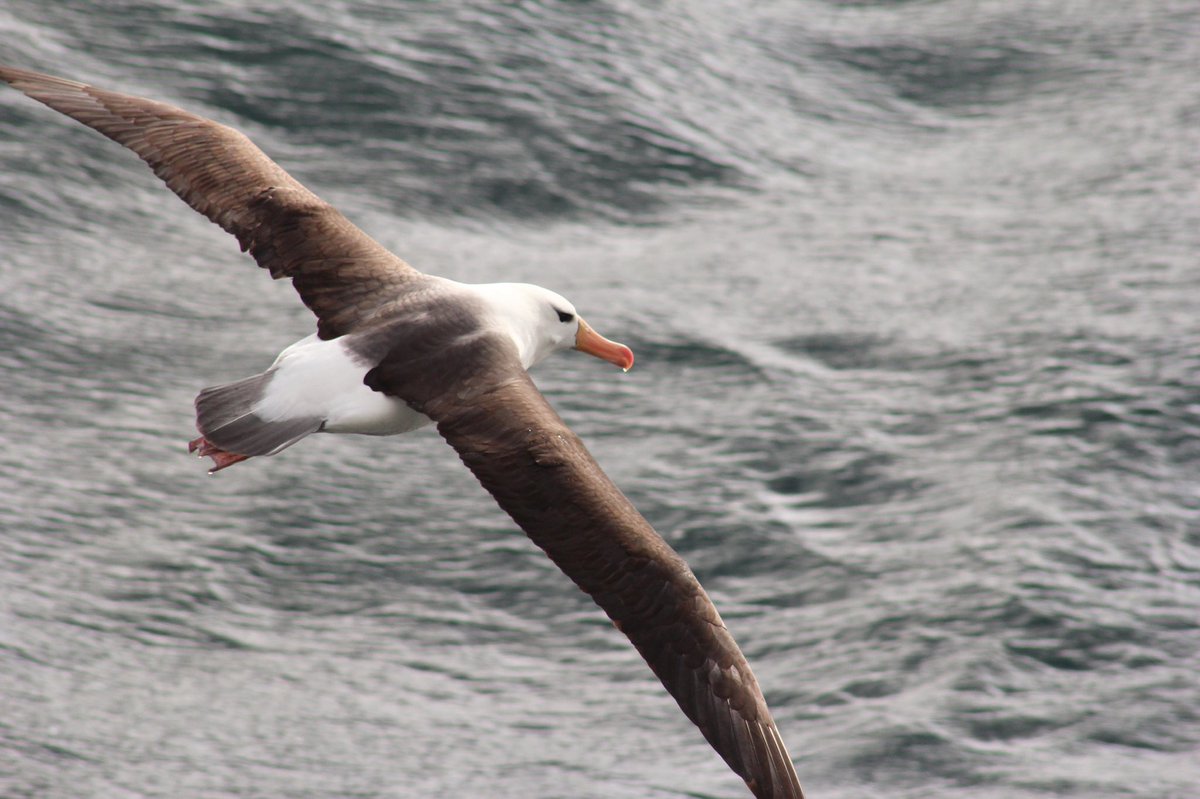 caseydegeir's tweet photo. 🪶 Black Browed Albatross photographed by myself in #SouthOrkney
#BlackBrowedAlbatross #PolarScience #MarineBiologist #WildlifePhotography #MarinePhotography #Seabird #CAMLR #AntarcticTreaty #SignyIsland #PolarPhotography https://t.co/WF3JmDyajl