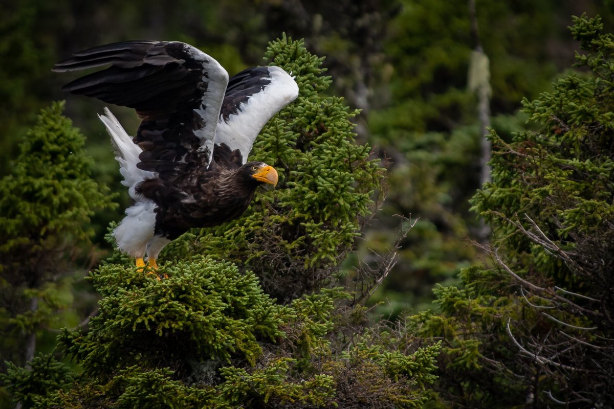 What makes some birds 🦅🐦  become "vagrants"? 
⛈️ Extreme weather
🧭 Mis-orientation
🧍 Human (e.g., overshoot 🔫, starvation 🫘)
Other reasons❓❓❓
Photo credit: Stan Mac Kenzie
Full article in <a href="/CanGeo/">Canadian Geographic</a>: canadiangeographic.ca/articles/the-a…

#birds #birders #conservation #biodiversity