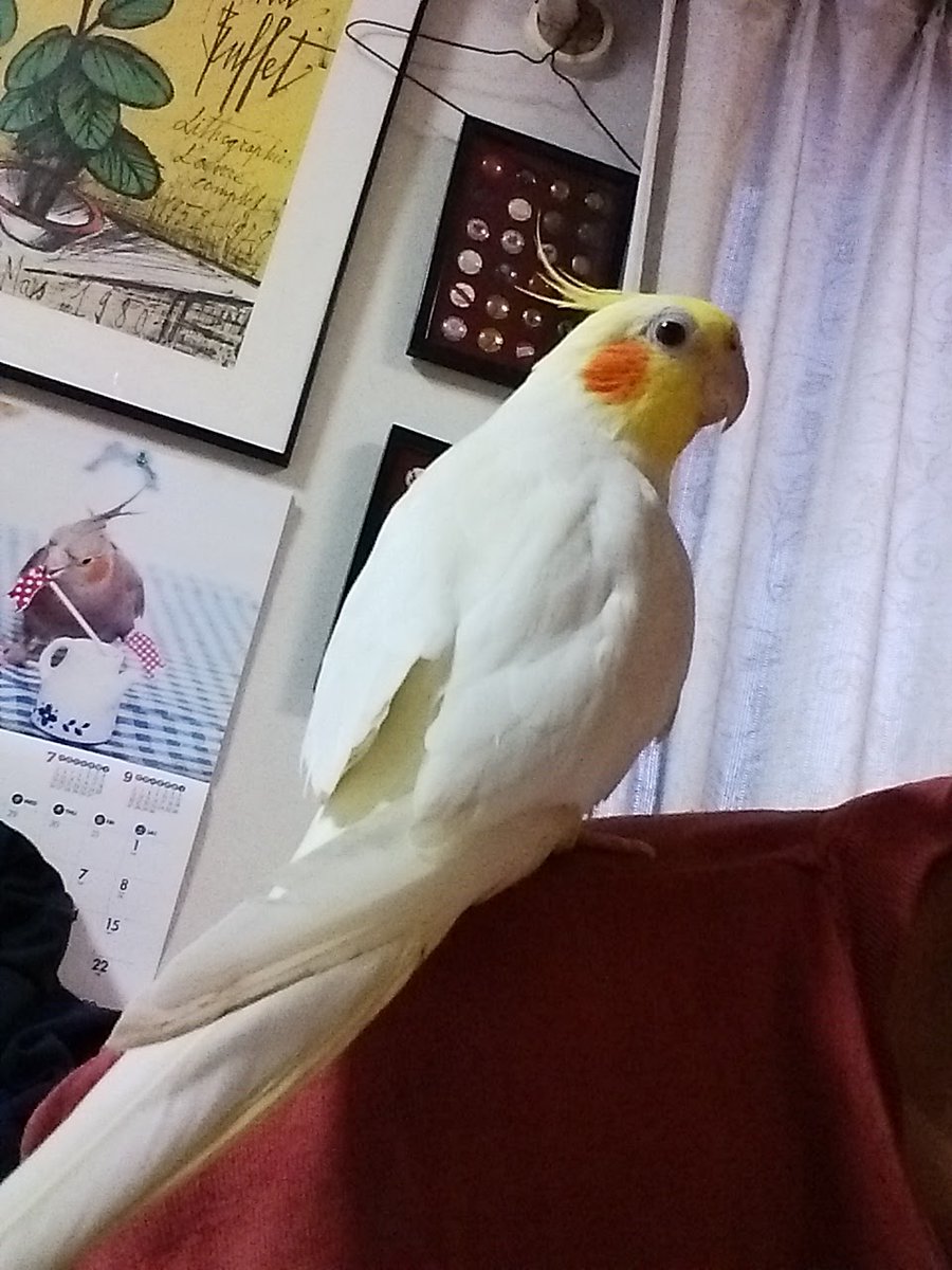 オカメインコにブロッコリーを与えるにはどうすればいいですか？