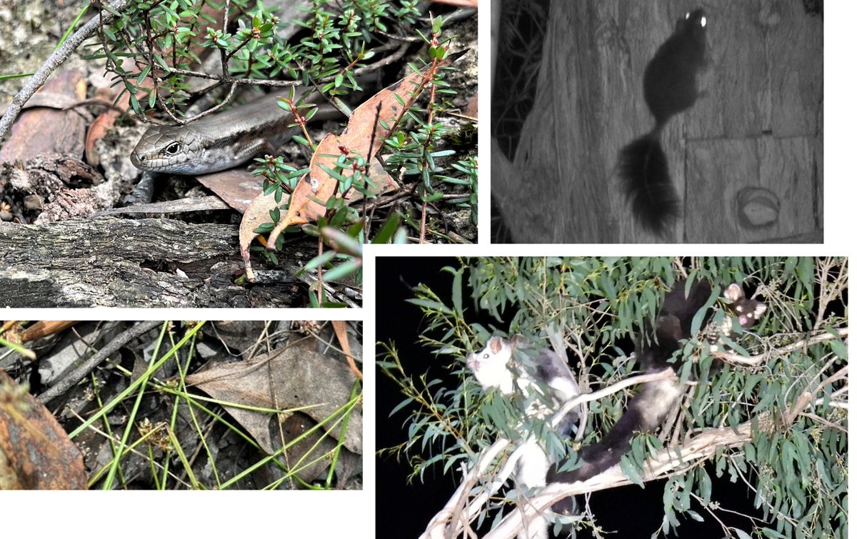 E_R_Australia's tweet photo. #ThreatenedSpeciesDay2022 - here's a gallery of some favourite threatened species our team have recorded in 2022
c/w from left:
#liopholismontana - endangered
#brushtailedphascogale - vulnerable
#SouthernGreaterGlider - endangered
#Isolepiswakefieldiana - endangered
#ownpics https://t.co/mtstpTayXU