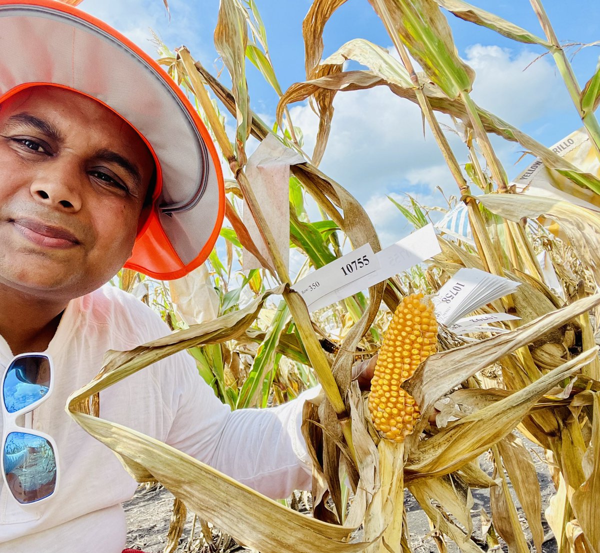 AviKarnPhD's tweet photo. Began preparing to harvest my 2022 double haploid maize nursery. It was heartening to see several rows with full of ear of corn - a good indicator of a successful pollination season.
Have a safe #harvest season 🌽 https://t.co/1macz234uF