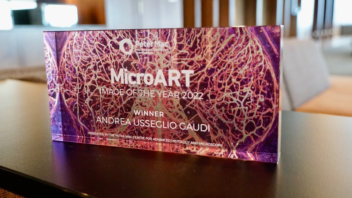 PeterMacCC's tweet photo. 🏆An image of a zebrafish brain lighting up like a ball of flames wins MicroART Image of the Year as part of @Aus_ScienceWeek. The image, titled Travel Inside a Fish Brain, was captured by @UsseglioGaudi from the Hogan Lab. Big congrats Andrea! Read more: https://t.co/PflPLUfWB2 https://t.co/ZAnHLPH3hX