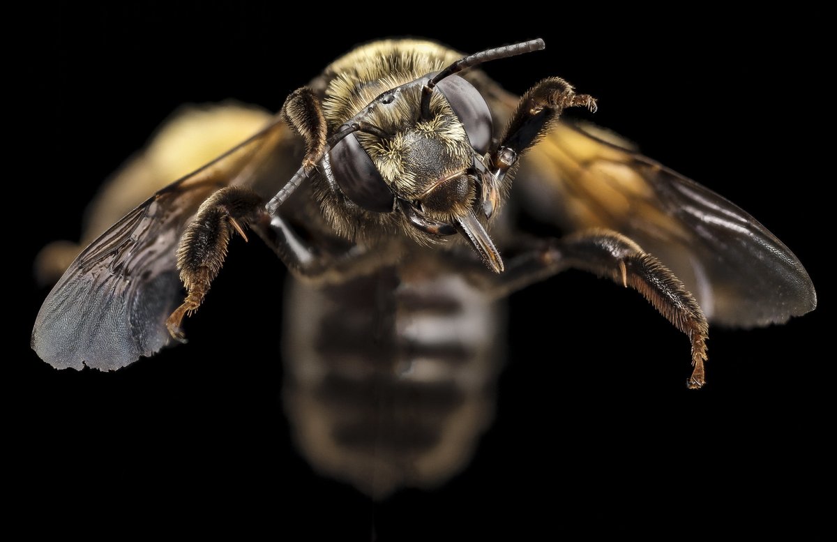 Dark Phase #Svastra obliqua.  Having this species means that you have big mid summer composites nearby.  Good for you.  One of my favorite shots.