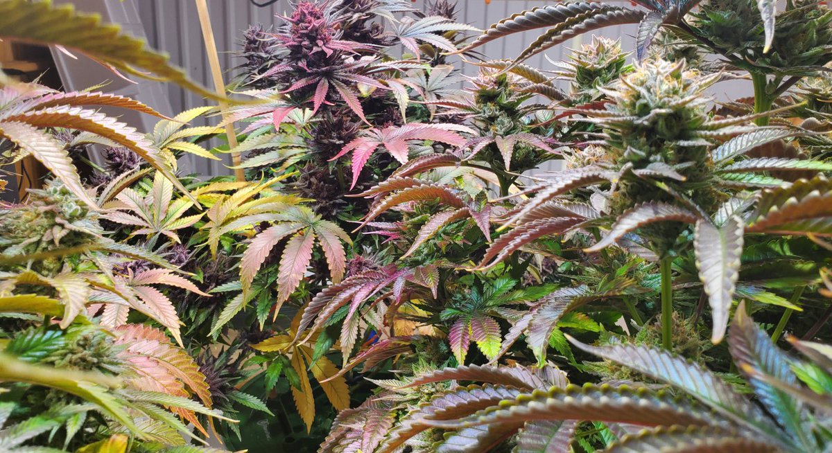 TheDankVet's tweet photo. https://t.co/eOZ7m5YpjX
