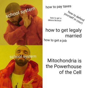 MYchondria23's tweet photo. That’s right. The mitochondria > anything else. #justbetter #whoneedstaxesanyways #thepowerhouseofthecell #MHSOrganelleVote2022 https://t.co/zVQPOTWeud