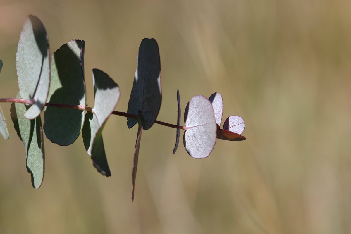 EucalyptAus's tweet photo. We'd love to share some stories of #EucBeaut #threatenedspecies successes and projects underway.

Tell us how you/your organisation is working to ensure the future of an Australian #eucalypt (or eucalypt community)
#threatenedspeciesday
#conservationoptimism #eucalypts #ozplants https://t.co/JEdJe322ip