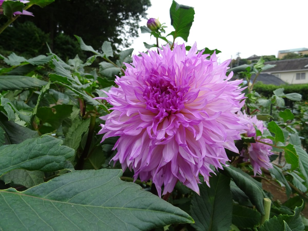 町田ダリア園 9月7日 園内では花のつぼみも目立つようになりました 薄紫色のダリアの名前は 春慶 全体写真の手前には 芭蕉の仲間で 地湧金蓮 という珍しい名前の植物が映っています 年ほどで花が咲くため 5年後の春に咲く予定です ダリア 薬師池 四季