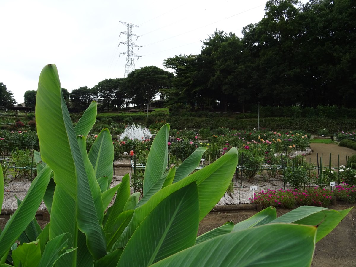 町田ダリア園 9月7日 園内では花のつぼみも目立つようになりました 薄紫色のダリアの名前は 春慶 全体写真の手前には 芭蕉の仲間で 地湧金蓮 という珍しい名前の植物が映っています 年ほどで花が咲くため 5年後の春に咲く予定です ダリア 薬師池 四季