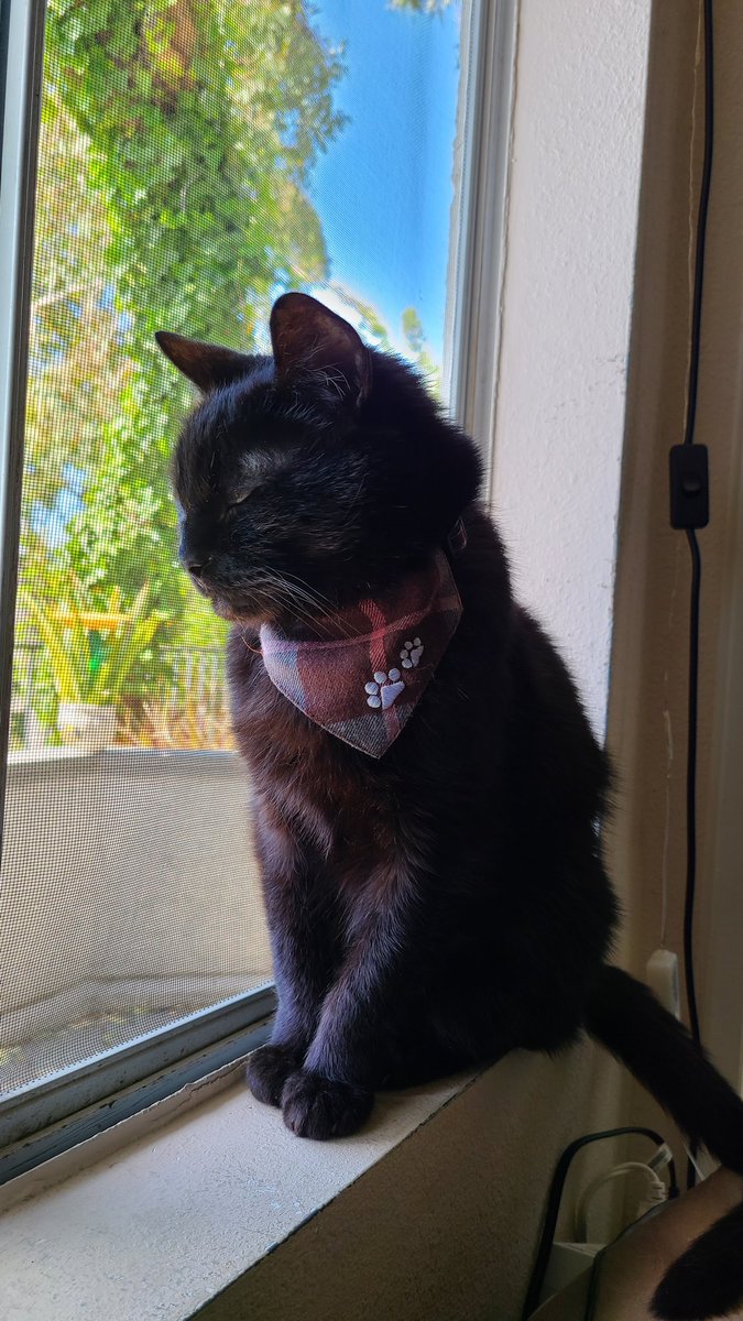 Hannah Siller 🦋 Serene Life tweet media