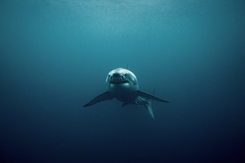 WarrenKeelan's tweet photo. 🦈 Do you love sharks too? https://t.co/mEcO5ehkJ2