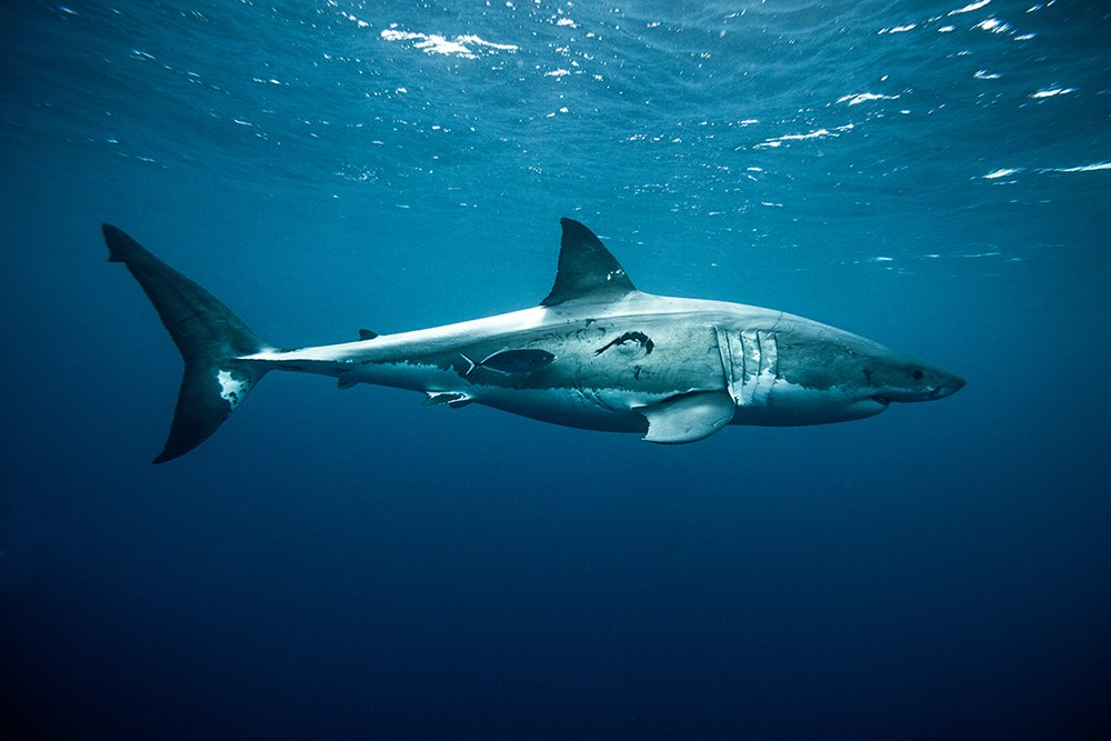 🦈 Do you love sharks too?