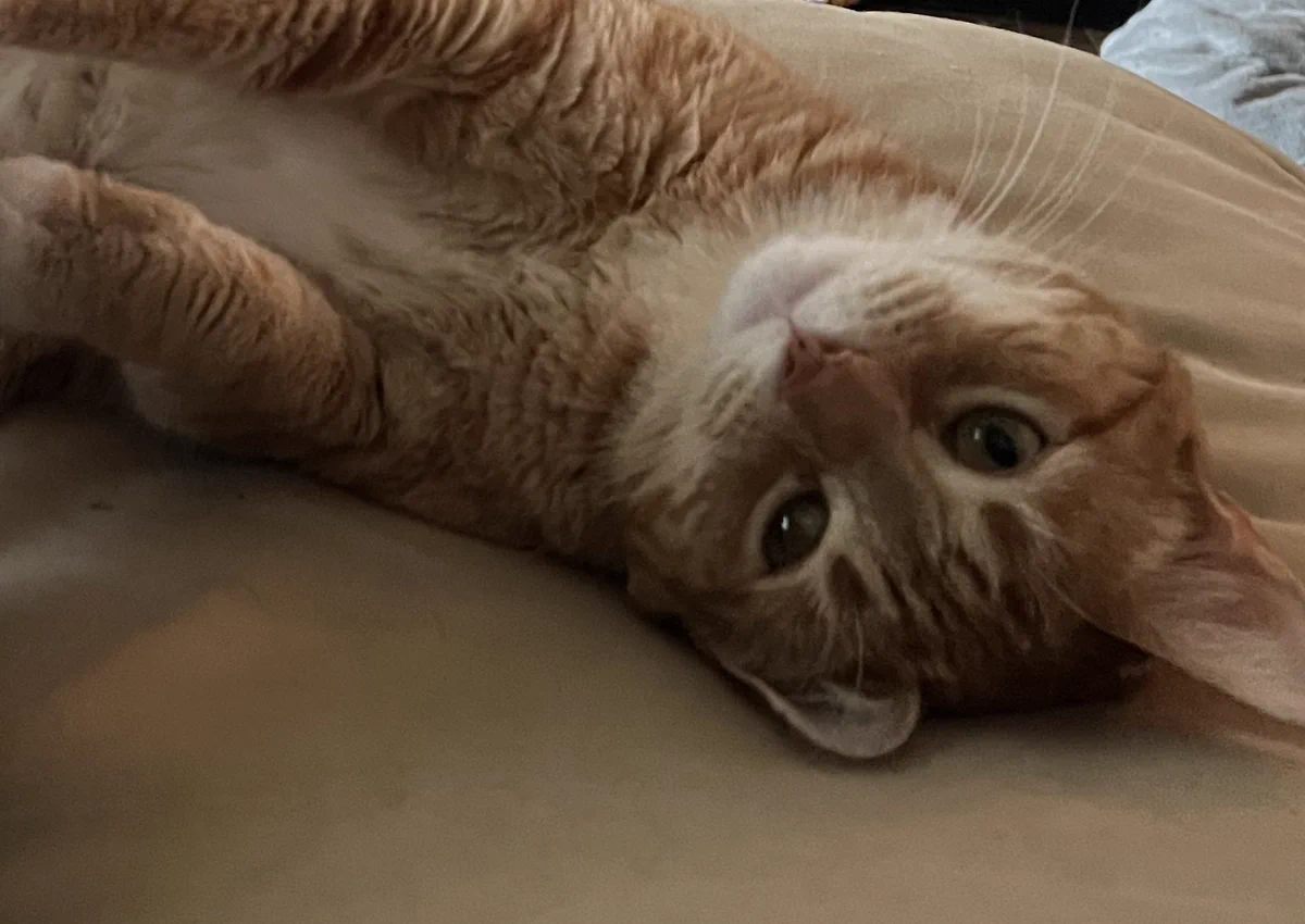 An orange cat on a cushion. He is upside down and looking at you with a gentle expression
